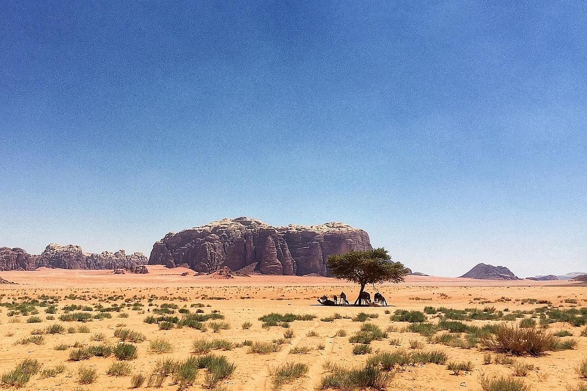 According to the guide at Wadi Rum, there are only four trees in the desert and this (above) is among them. 