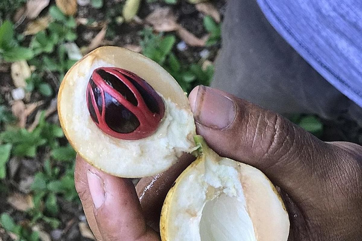 A freshly picked nutmeg fruit opens to reveal the nutmeg seed and the scarlet netting of mace which surrounds it.