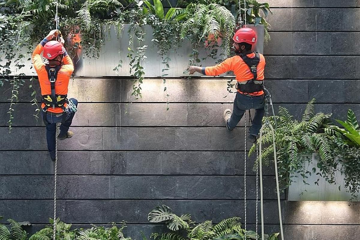 Senior executive Alex Foo (left), 30, and executive Mohamed Foheer Mohamed Fazlullah, 29, from Jewel's user experience team, checking pumps in the control room for the Rain Vortex waterfall. Workers planting and pruning in the pond at Canopy Park. Th