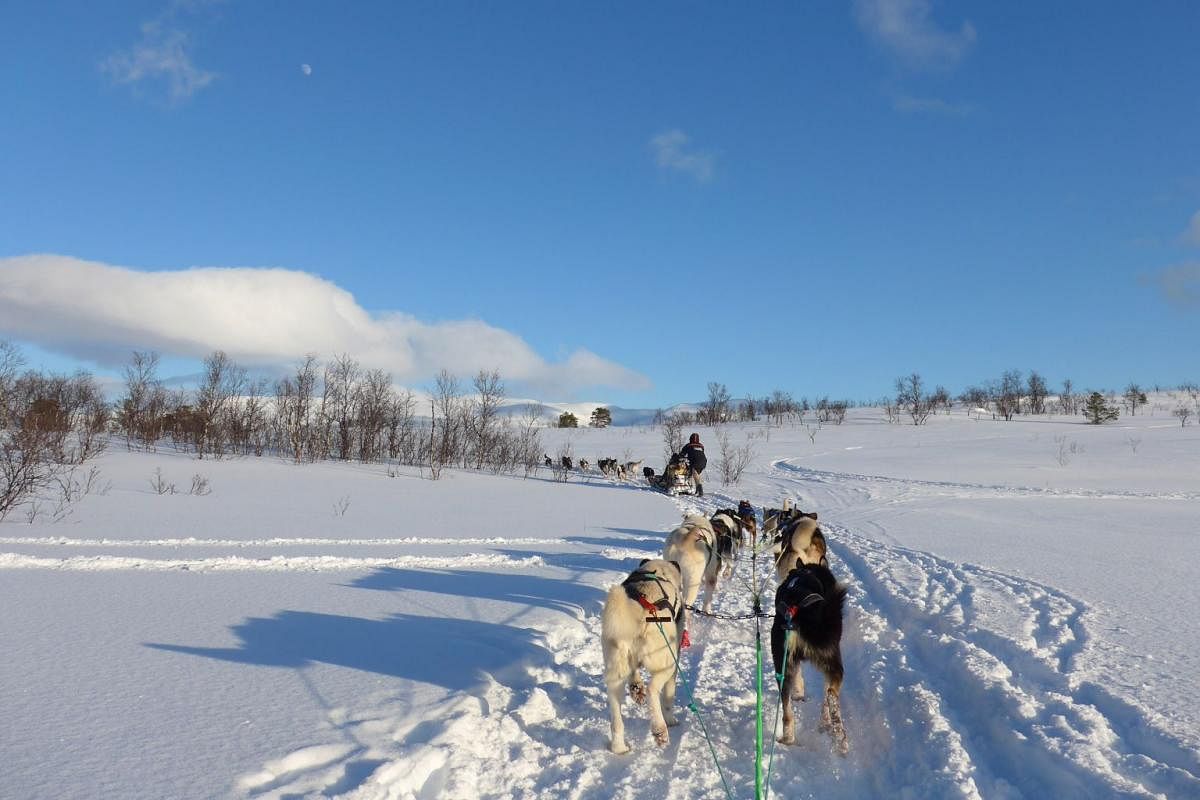 Huskies pulling sleds in Tromso.