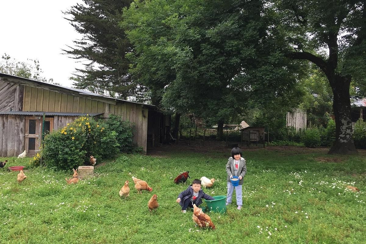 Feeding the free-range chickens every morning was the most fun part of the day for the kids, who were also tasked to collect eggs.