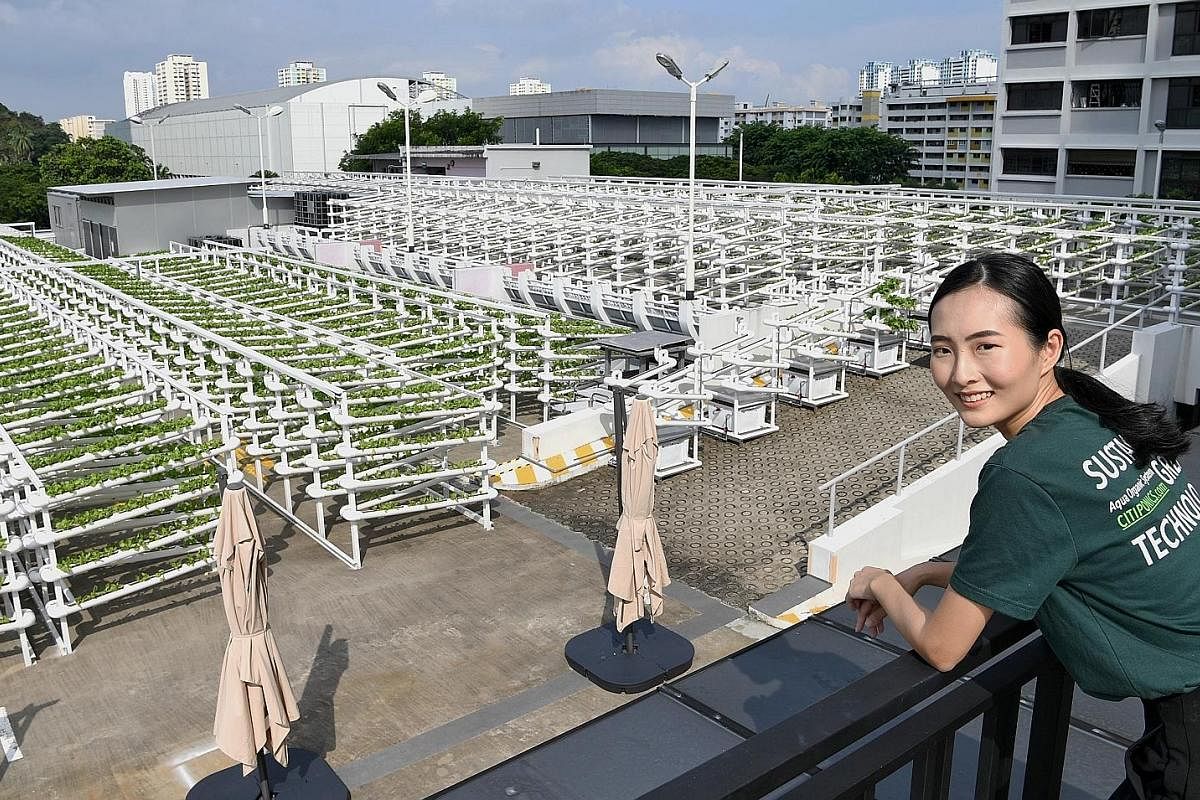 Citiponics co-founder Danielle Chan at the company's farm on the rooftop of an HDB multistorey carpark in Ang Mo Kio Avenue 6. The farm uses a system of fired clay pebble-filled tubings to grow leafy Georgina lettuce without the use of soil. It produ