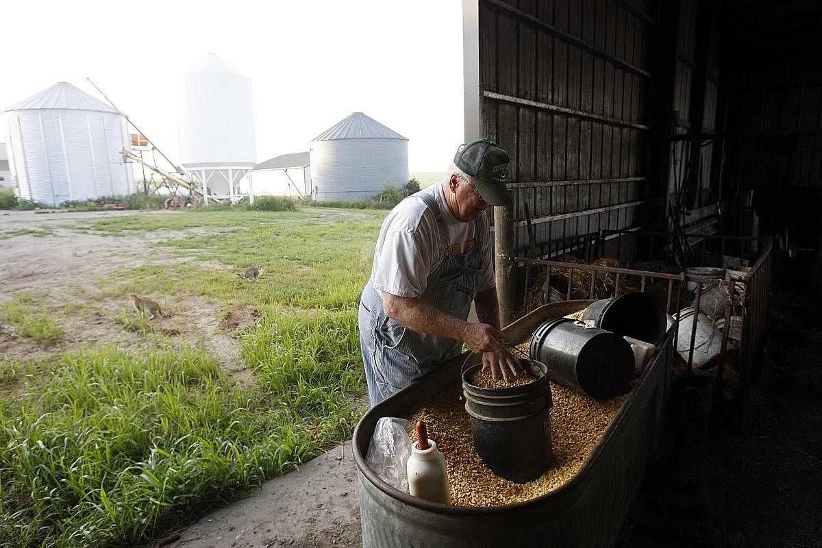 A farmer preparing cattle feed at his farm in Winthrop, Iowa. It is from states like Iowa that it becomes easier to understand how the Midwest views the country's capital and other liberal coastal cities. Above: Iowan farmer Dave Walton, who grows so
