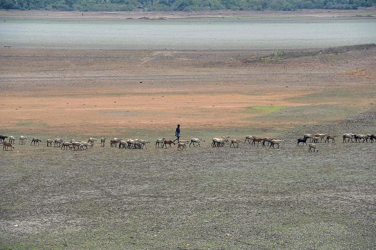 A fisherman at Angat Dam, which was exhausted after an abnormally long dry season. It provides running water to Metro Manila, where water demand outstrips supply. A shepherd guarding his livestock at the dried-out Puzhal reservoir on the outskirts of