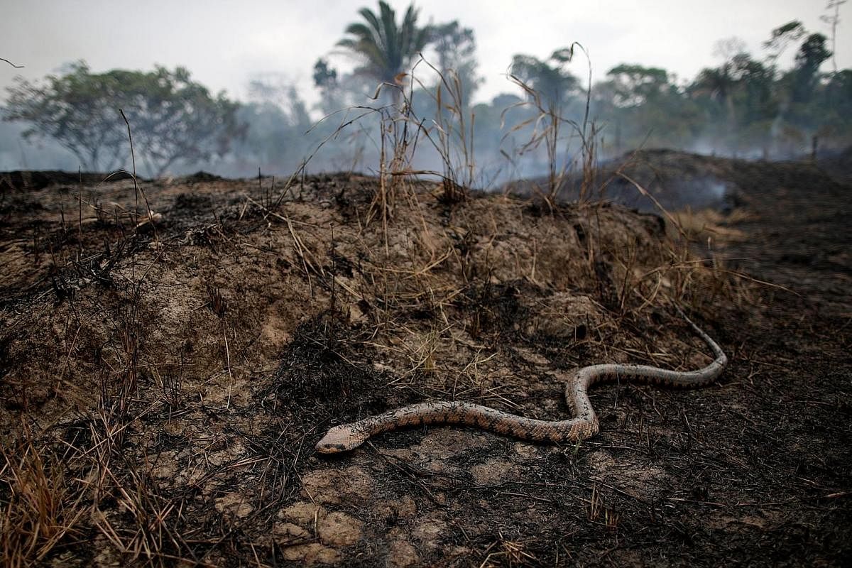 A snake emerging from the undergrowth as a tract of Amazon jungle is exposed after a fire. Deforestation is depriving many animals of their habitat. PHOTO: REUTERS