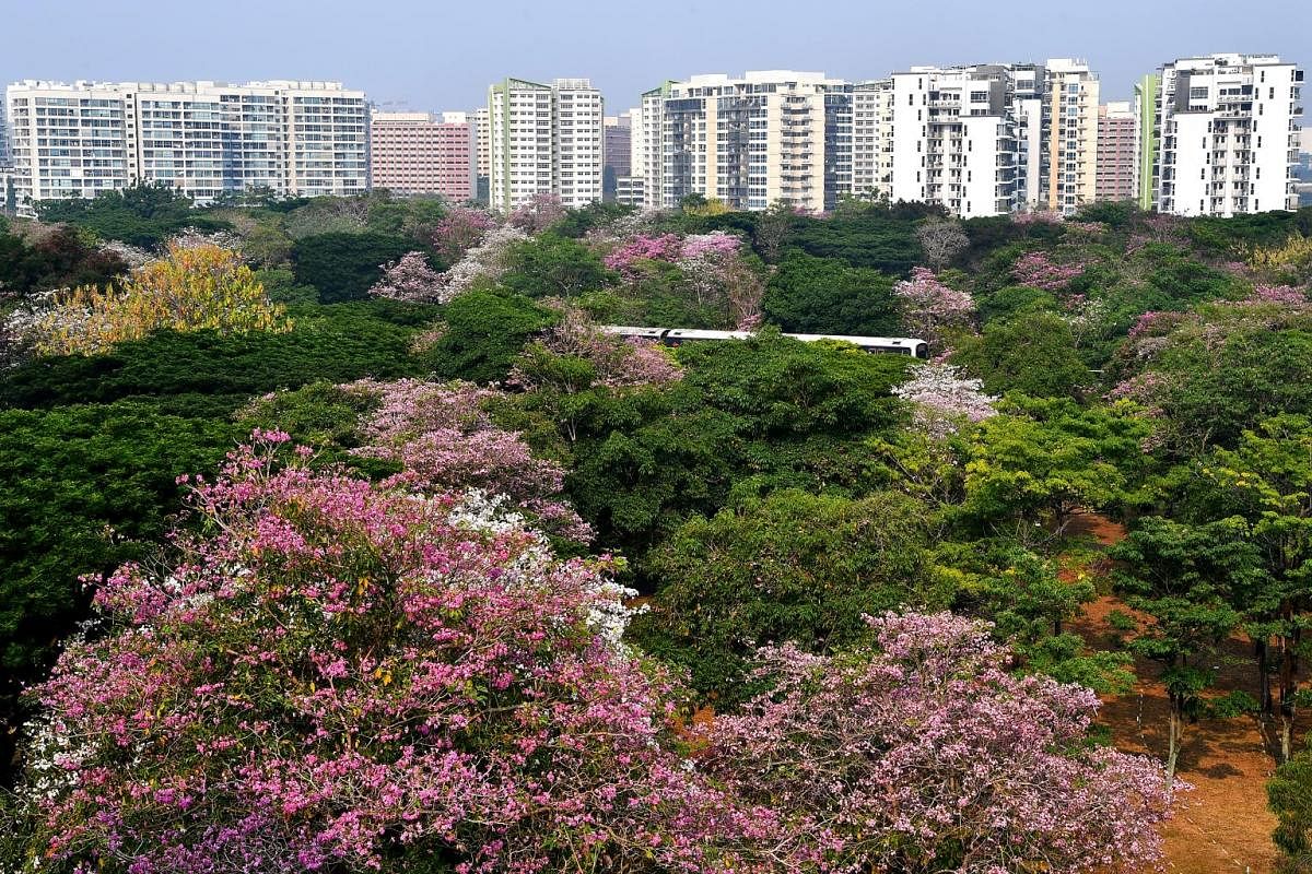 The trees in full bloom at Whampoa estate on Monday. Trumpet trees have a broadly conical shape, shady crown and trumpet-shaped blossoms that give the tree its name. Trumpet trees at Dakota Crescent yesterday. The blooms last only a matter of days, b