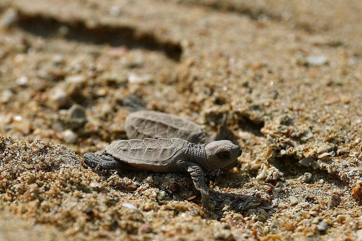A batch of 90 turtles had hatched at East Coast Park and was released at sea off Sisters' Islands Marine Park last Thursday. This is done so that baby turtles are less likely to encounter predators, which typically hang around the reef. Mr Tan creati