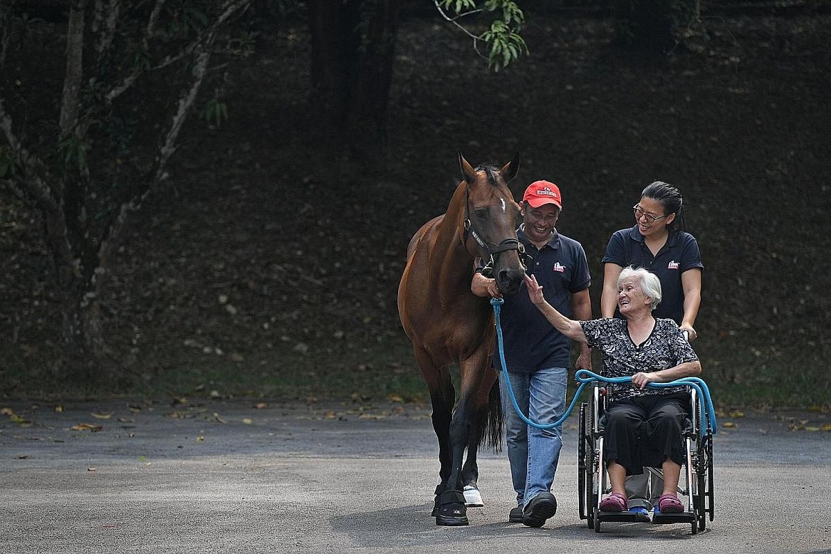 St Theresa's Home resident Agatha Lee (in the wheelchair) moving around with one of Equal-Ark Singapore's horses, Costera.
