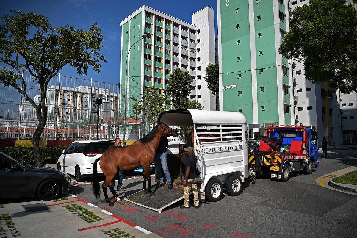 Therapy horses Chevy (left) and Matahari grazing on a hillock behind charity Equal's office off Thomson Road after a morning of familiarisation in Yishun last Wednesday. Grazing releases endorphins, which calms the horses. Left: Matahari (left) and C