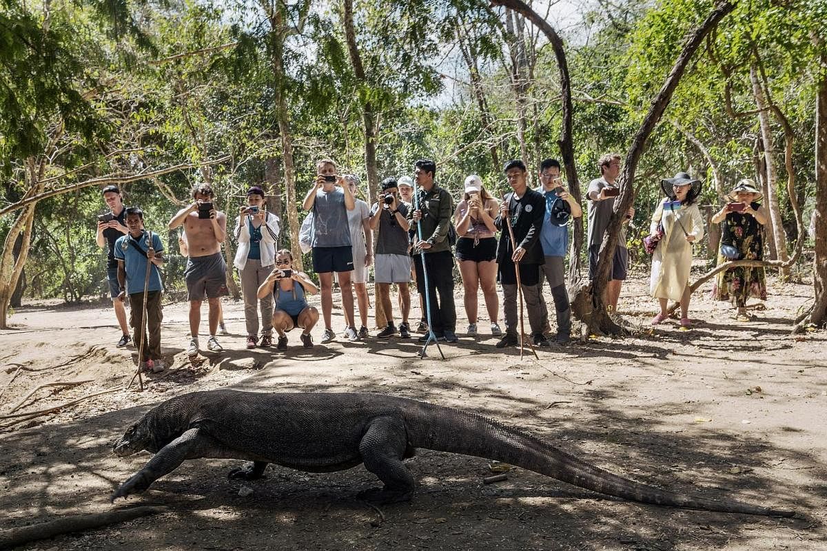Visitors are advised not to venture away from the marked trail as the dragons are aggressive, their saliva is venomous and they have fatally attacked humans at the park. Above: Sunrise over Komodo Island as tourists on a tender boat are ferried from 