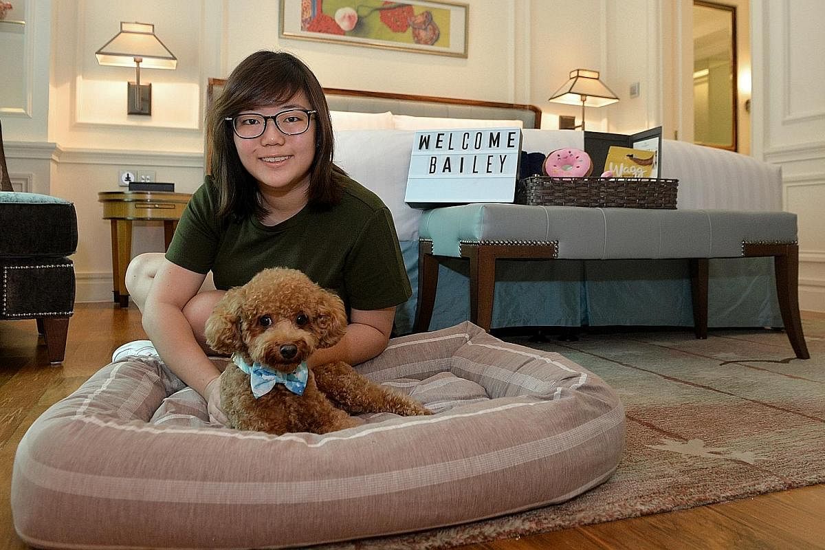  Ms Tan Yi Hui, 23, who celebrated her birthday in June with her poodle Bailey at the InterContinental Singapore hotel in Middle Road