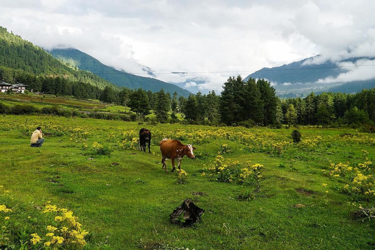 Phobjikha Valley in Gangtey offers an easy yet scenic trek, with cows ambling through meadows and horses grazing beneath pine trees.