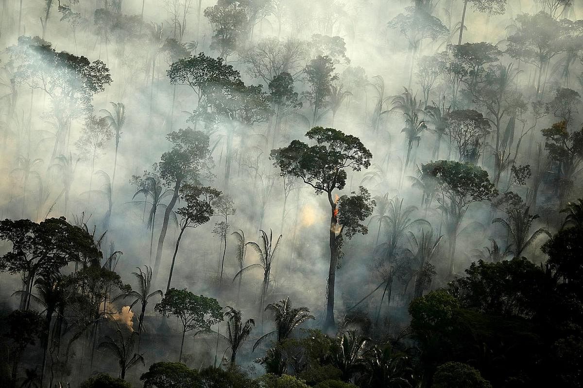 Smoke billowing from a fire in an area of the Amazon rainforest. The worry is that escalating deforestation, more severe droughts and fires will dry out the Amazon and turn it into a vast savannah, and a huge net source of CO2. A common squid swimmin