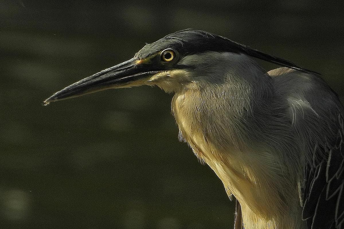 A black-crowned night heron that Mr Lui Hock Seng spotted at Toa Payoh Town Park on Oct 14 last year. These nocturnal birds rest in the day and hunt at dusk. Both sexes have the same grey-and-white plumage. A black cat in striking contrast with flowe