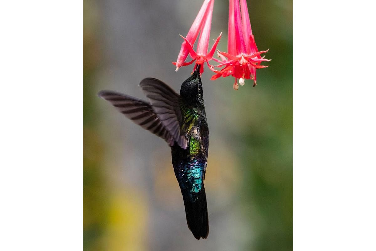 FOR THE BIRDS: Hummingbirds photographed on a bird-watching trail at Monserrate mountain in Bogota, the capital of Colombia. The country has the largest bird diversity in the world and is home to more than 1,900 species.