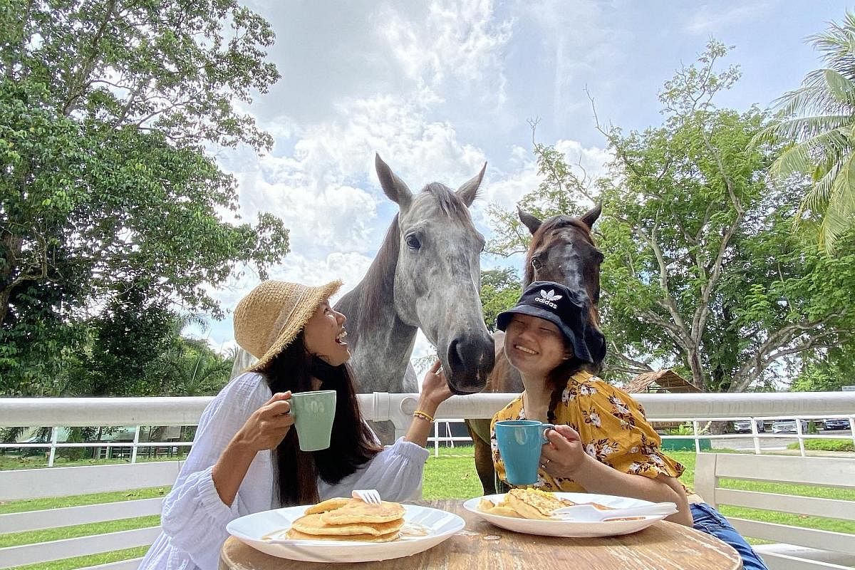 Enjoy a farmhouse breakfast experience with horses at Gallop Hill Top Resort in Horsecity in Bukit Timah.