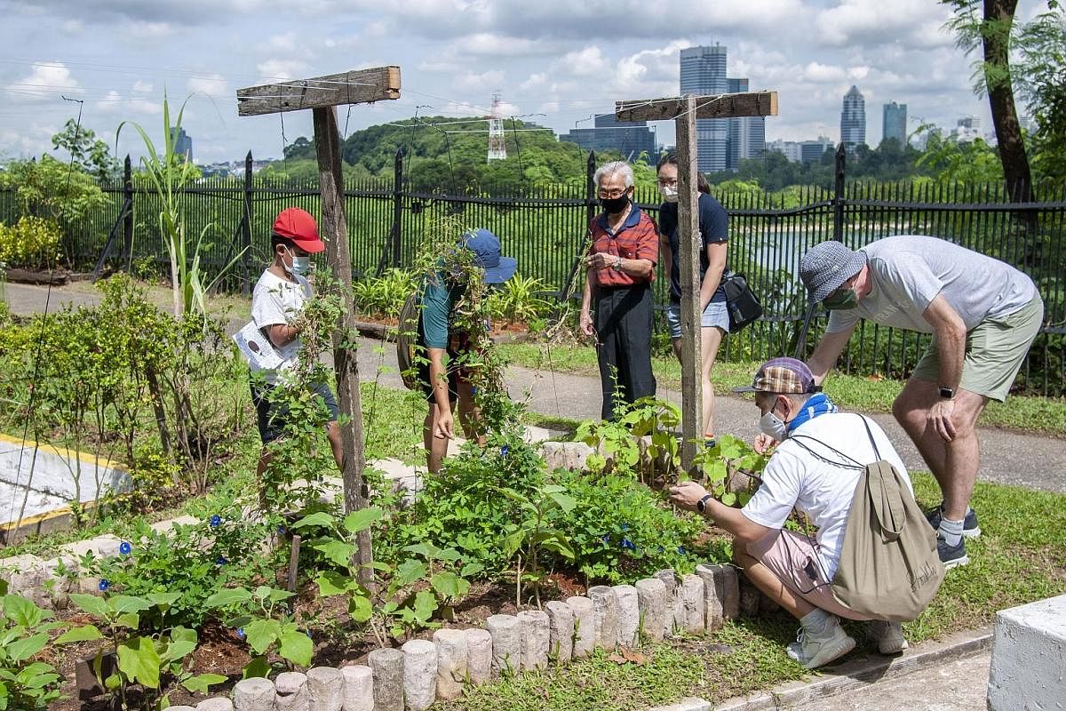 Participants at a Wartime Food and Sustainability workshop held last month by urban farming social enterprise Edible Garden City in collaboration with Sentosa Development Corporation.
