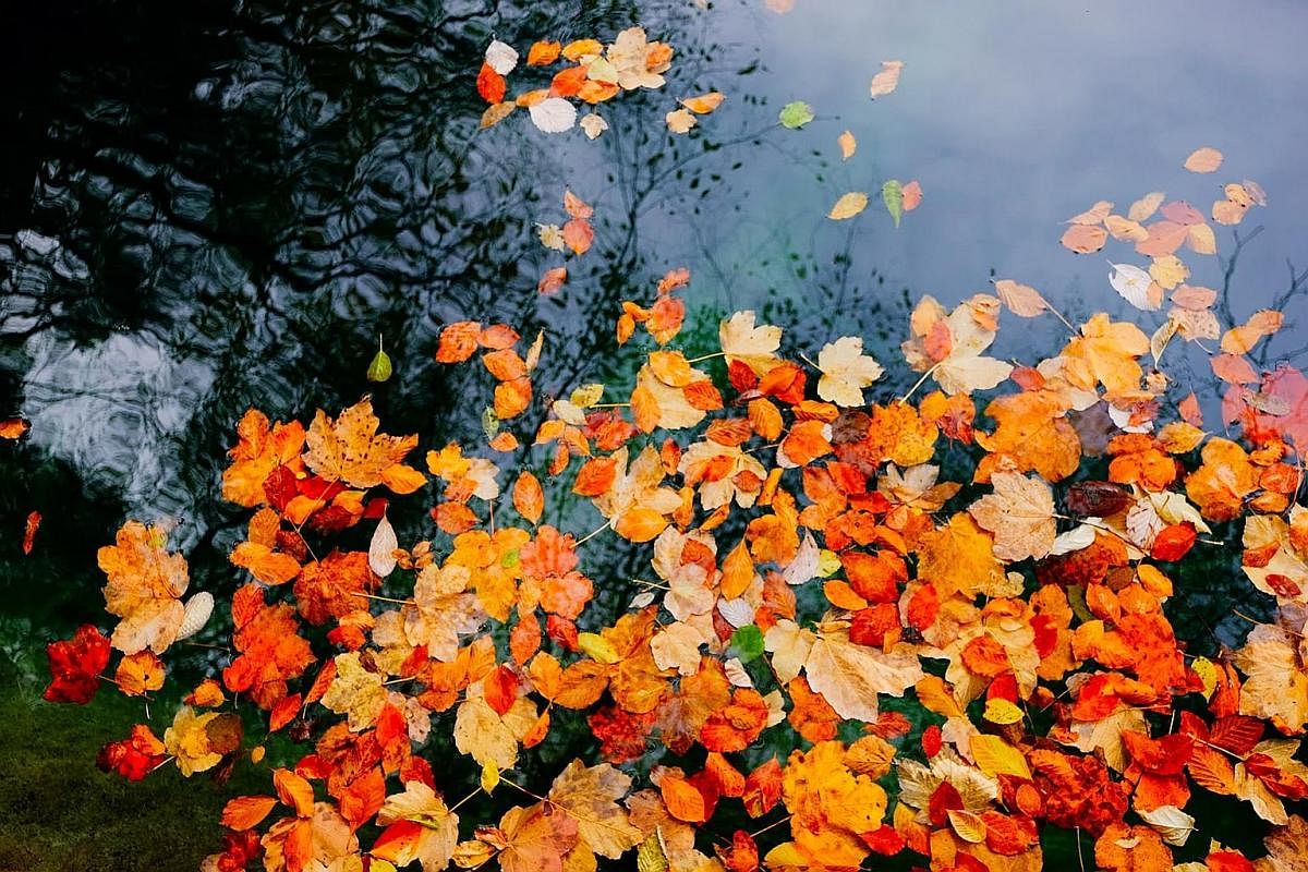 LI MING:Autumn shows us how beautiful it is to let it go. Recovery isn't linear. There will be days where you find yourself spiralling down again. It's easy to forget how far we have come especially in times of darkness. But then again, without the d
