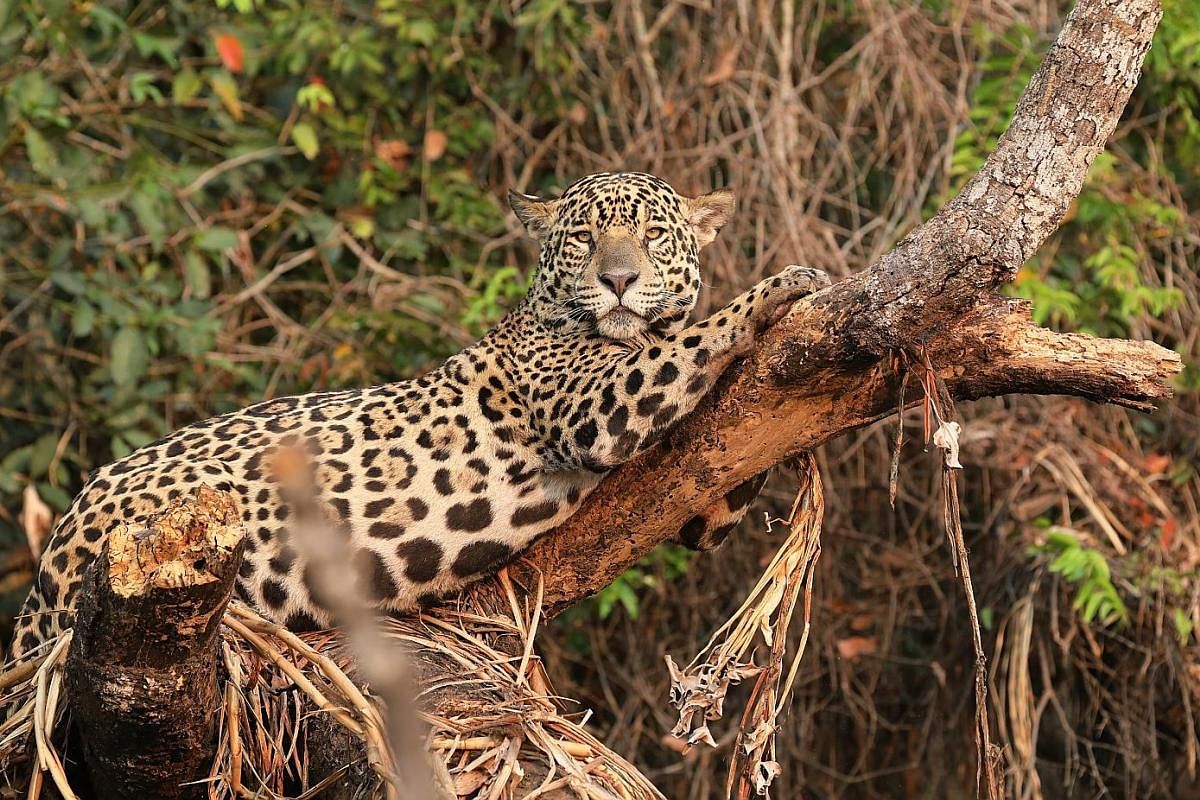 Go jaguar-spotting (left) in the Pantanal wetlands in Brazil.