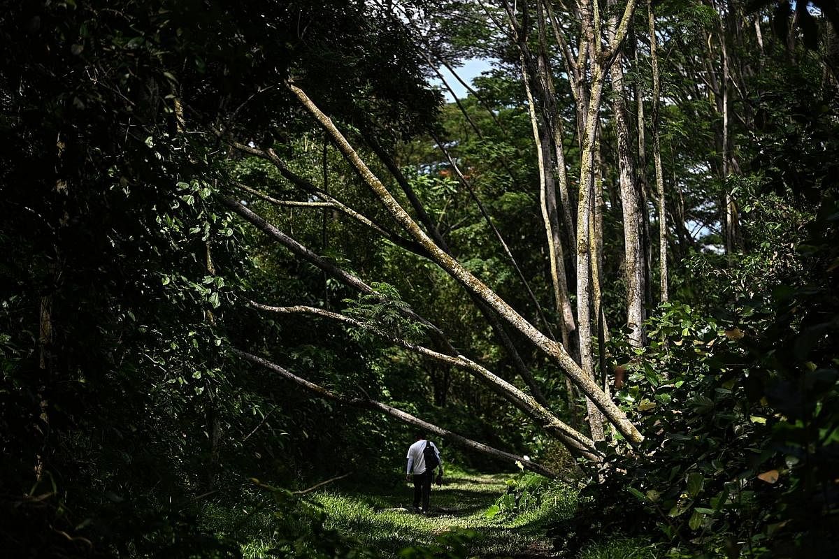 Journalist Ng Wei Kai walking past fallen trees along the corridor near Kranji Road. Each section of the trail offers visitors unique landmarks and scenery.