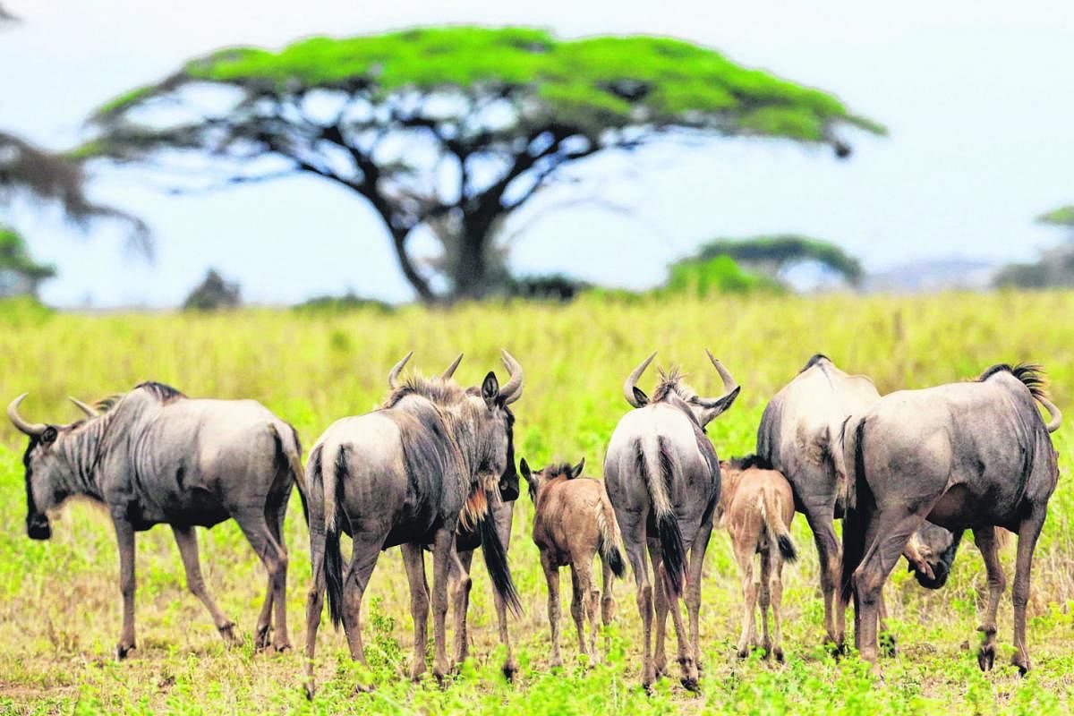The majestic sight of elephants roaming beneath Mount Kilimanjaro has long lured throngs of wildlife lovers to Amboseli National Park on Kenya's border with Tanzania. Yet the free movement of some 2,000 elephants (below), along with two dozen other w