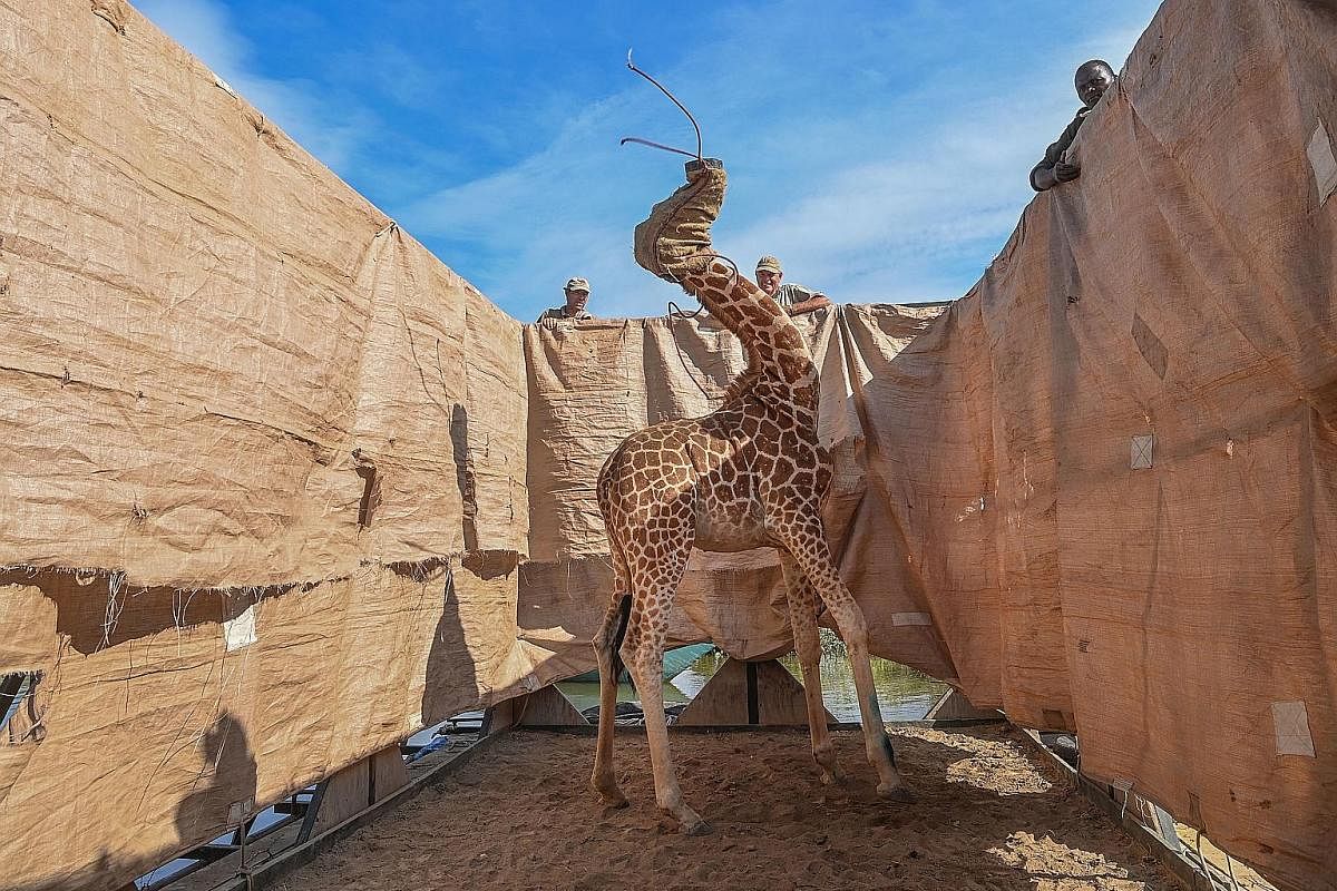 NATURE - FIRST PRIZE, SINGLES A Rothschild's giraffe (Giraffa camelopardalis rothschildi) being transported to safety in a custom-built barge from a flooded Longicharo Island, Lake Baringo, in western Kenya, on Dec 3. SPORTS - FIRST PRIZE, SINGLES Ge