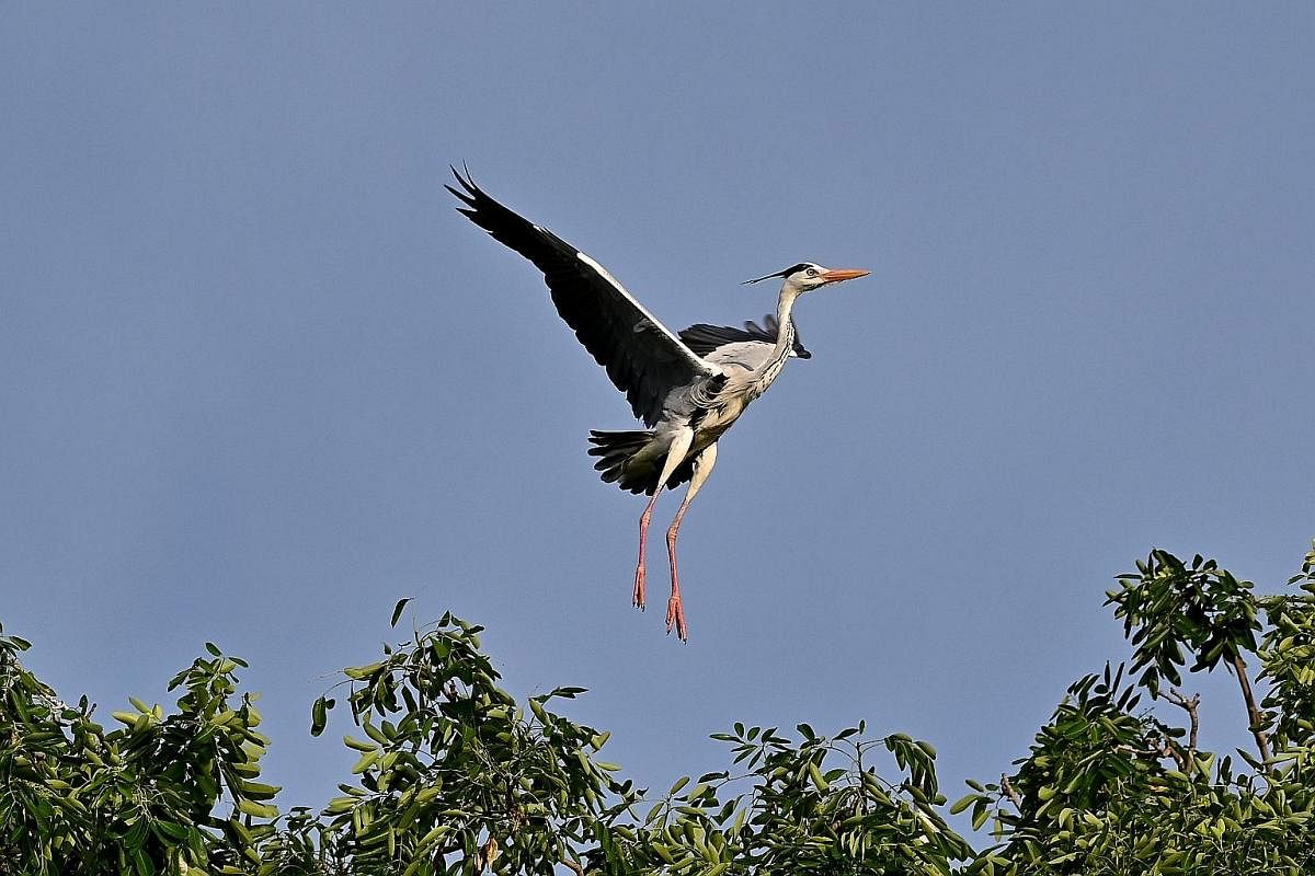 GREY HERON, PASIR RIS PARK:The most common of herons in Singapore is recognised through its grey upperparts and black streaks down its neck. During breeding, its legs and bill change from yellow to a bright reddish-orange. RED-TAILED RACER, RIFLE RAN