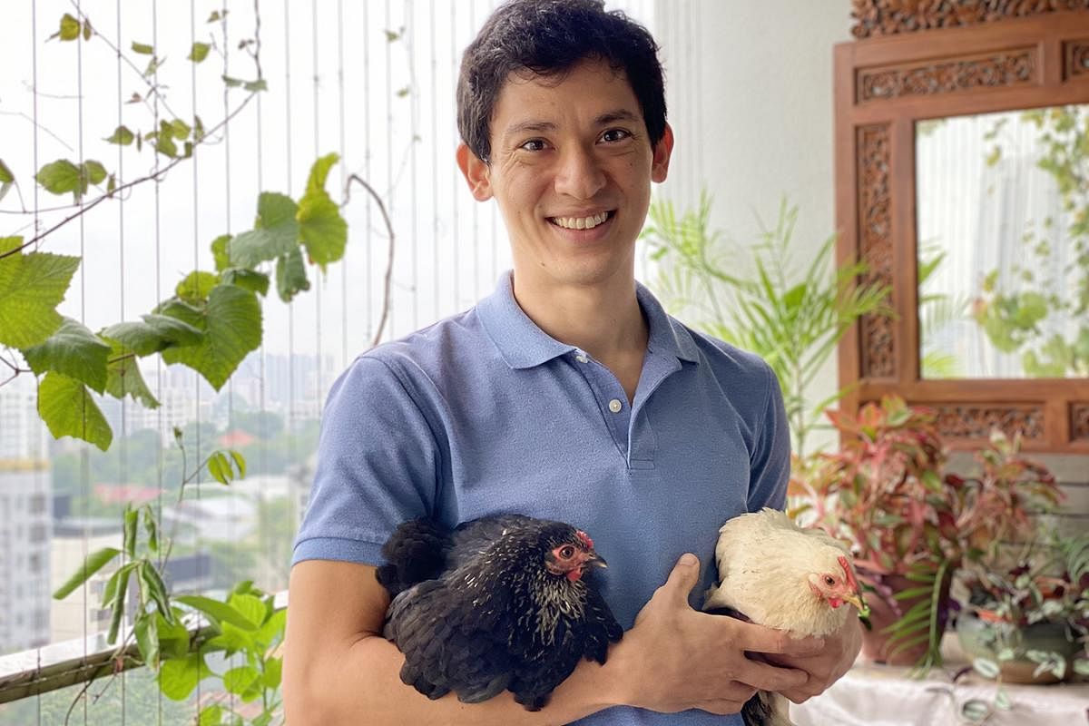 Microbiologist Jeremy Beckman (above) adopted three cochin bantams from an urban farm in March this year. 