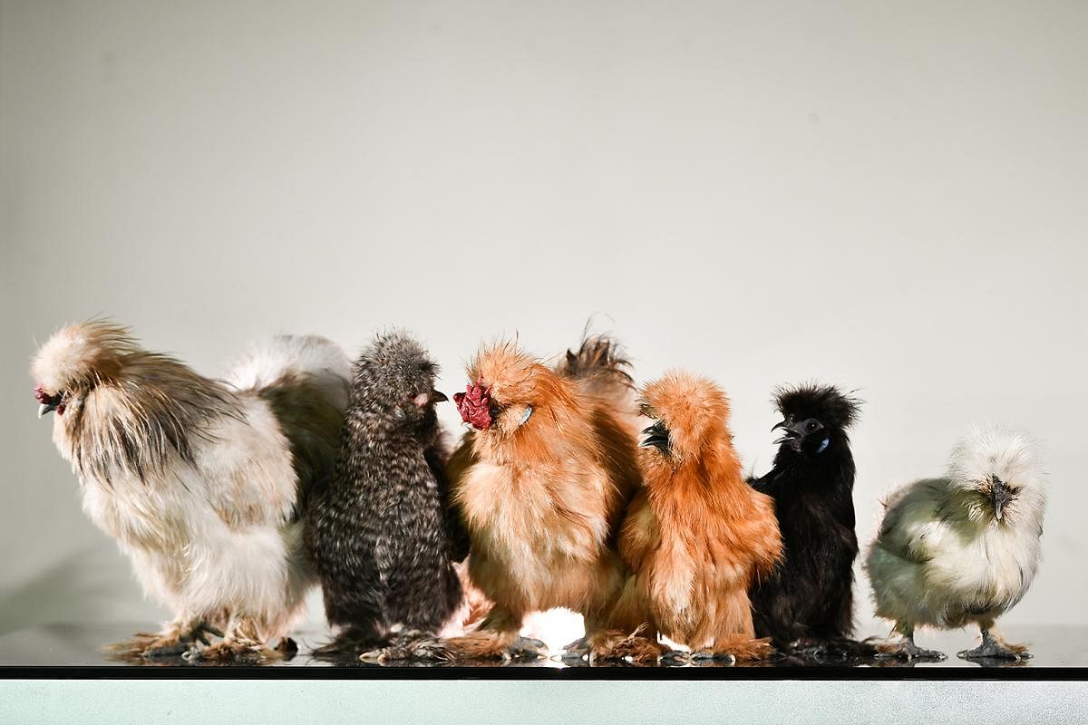 These six silkies belong to housewife Anne Ang, who is drawn to their cute, docile nature. 