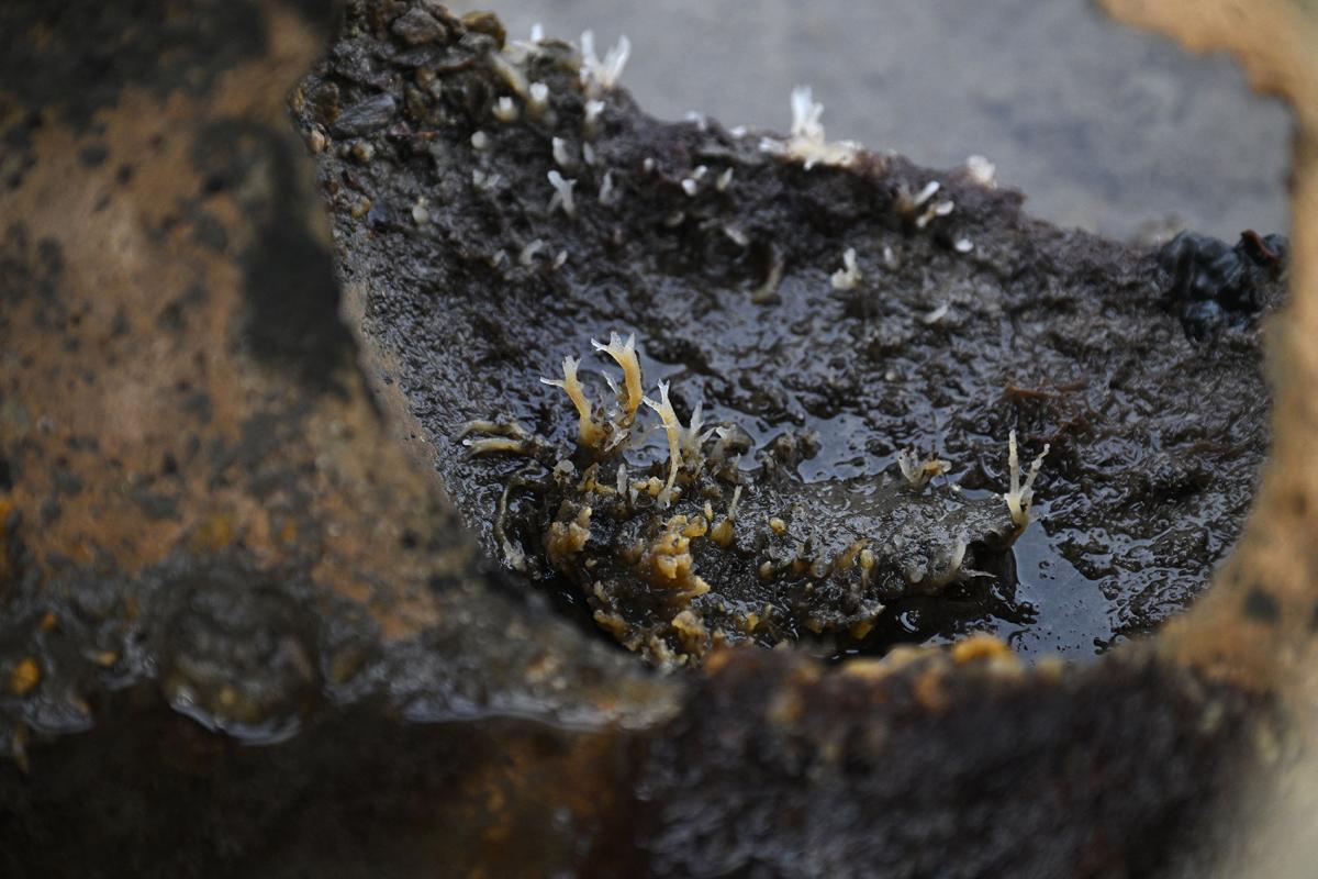 Breezy Explainer: Here's how oysters can help in saving Californian coasts