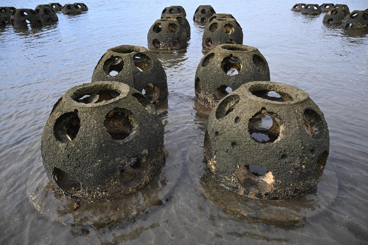 In Pictures Protection against coastal erosion using reef balls The