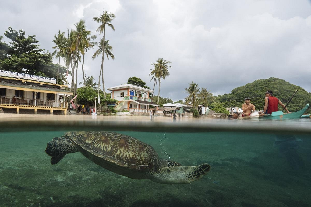 Today In Pictures Nov 10 2022 The Straits Times   PHILIPPINESTURTLESCLIMATE1 0 