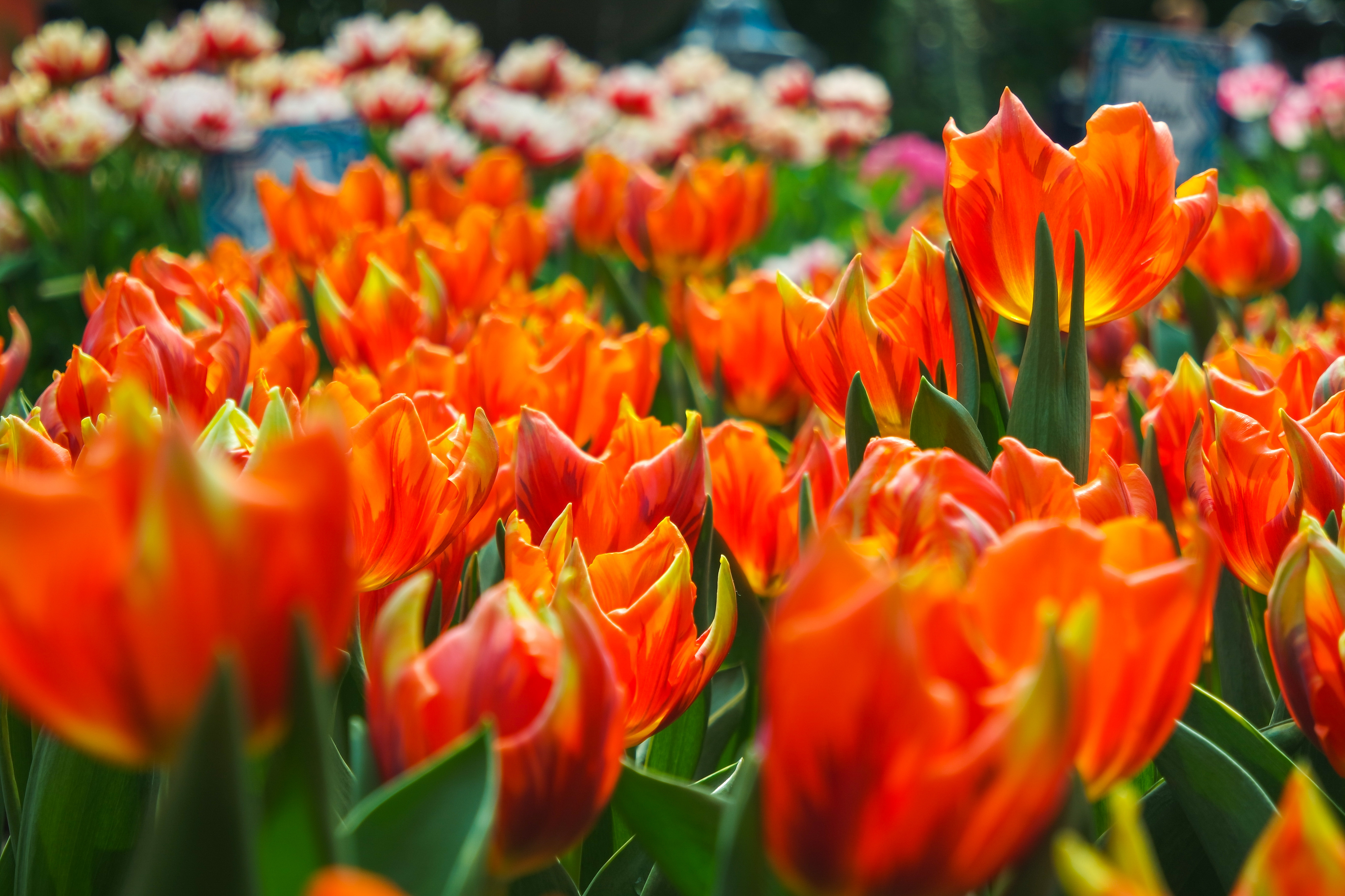 Mad about tulips: 7 things to know about the blooming bulbs at Gardens ...